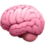 Brain